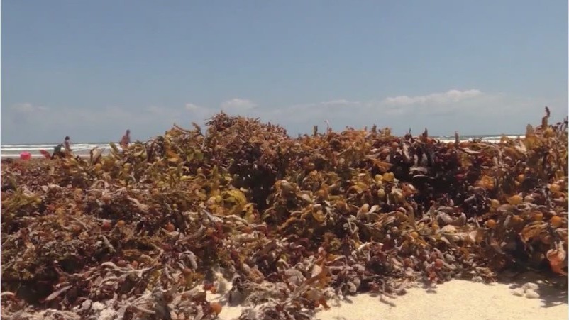 Massive bloom of seaweed moving closer to Florida beaches